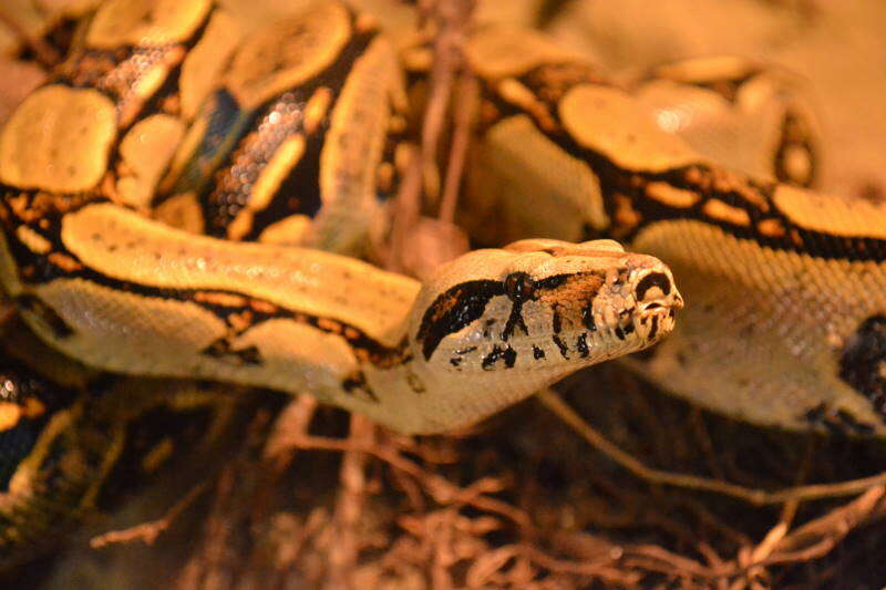 Image of Garden Tree Boa