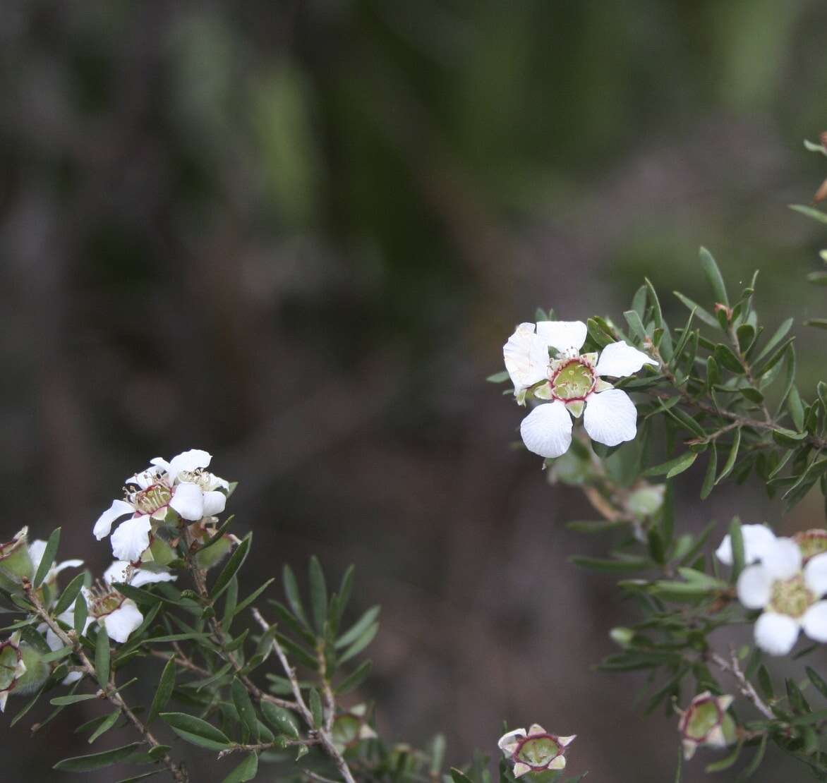 Image of Leptospermum juniperinum Sm.