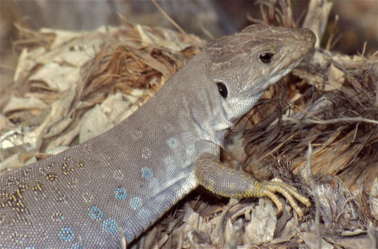 Image of Timon lepidus nevadensis (Buchholz 1963)