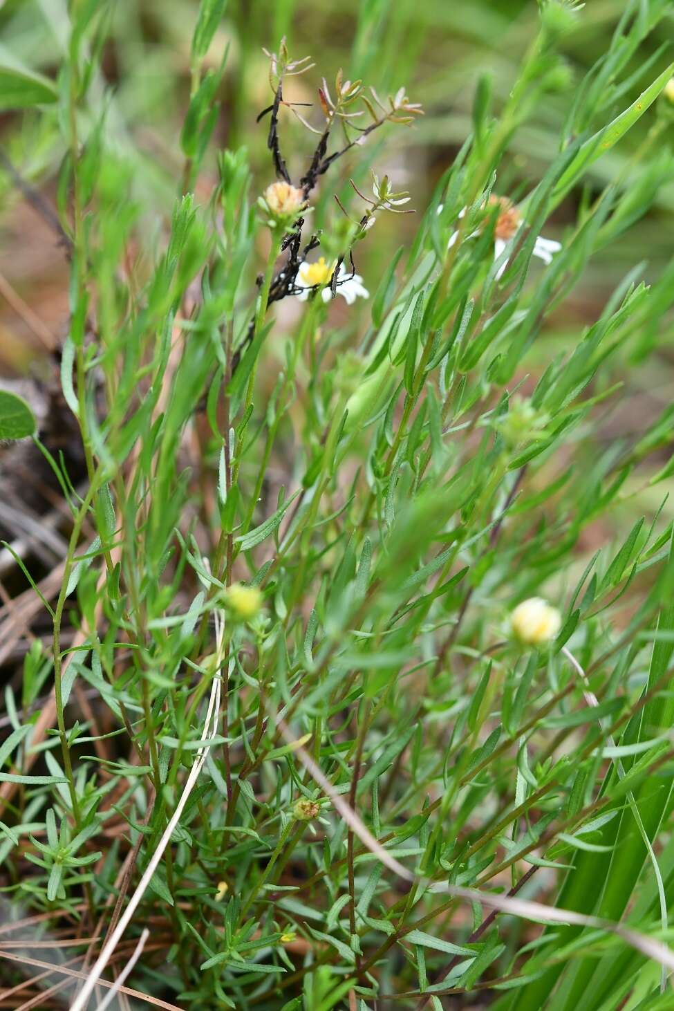 Image of Symphyotrichum bullatum (Klatt) G. L. Nesom