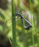 Image of Dark-shouldered Skimmer