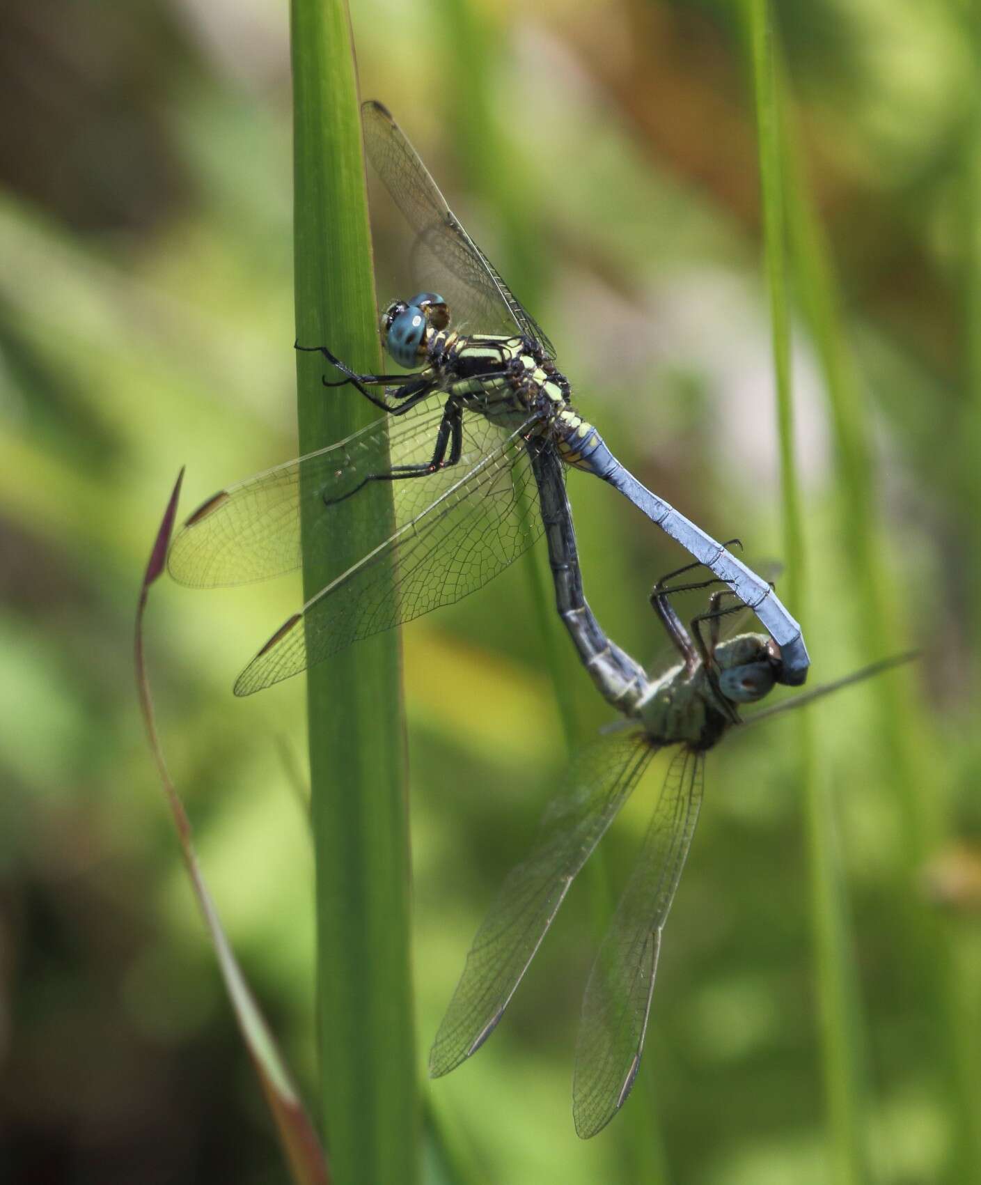 Image of Dark-shouldered Skimmer