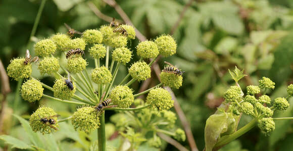 Image of filmy angelica