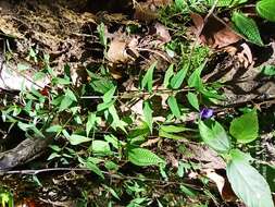 Image of Torenia travancorica Gamble