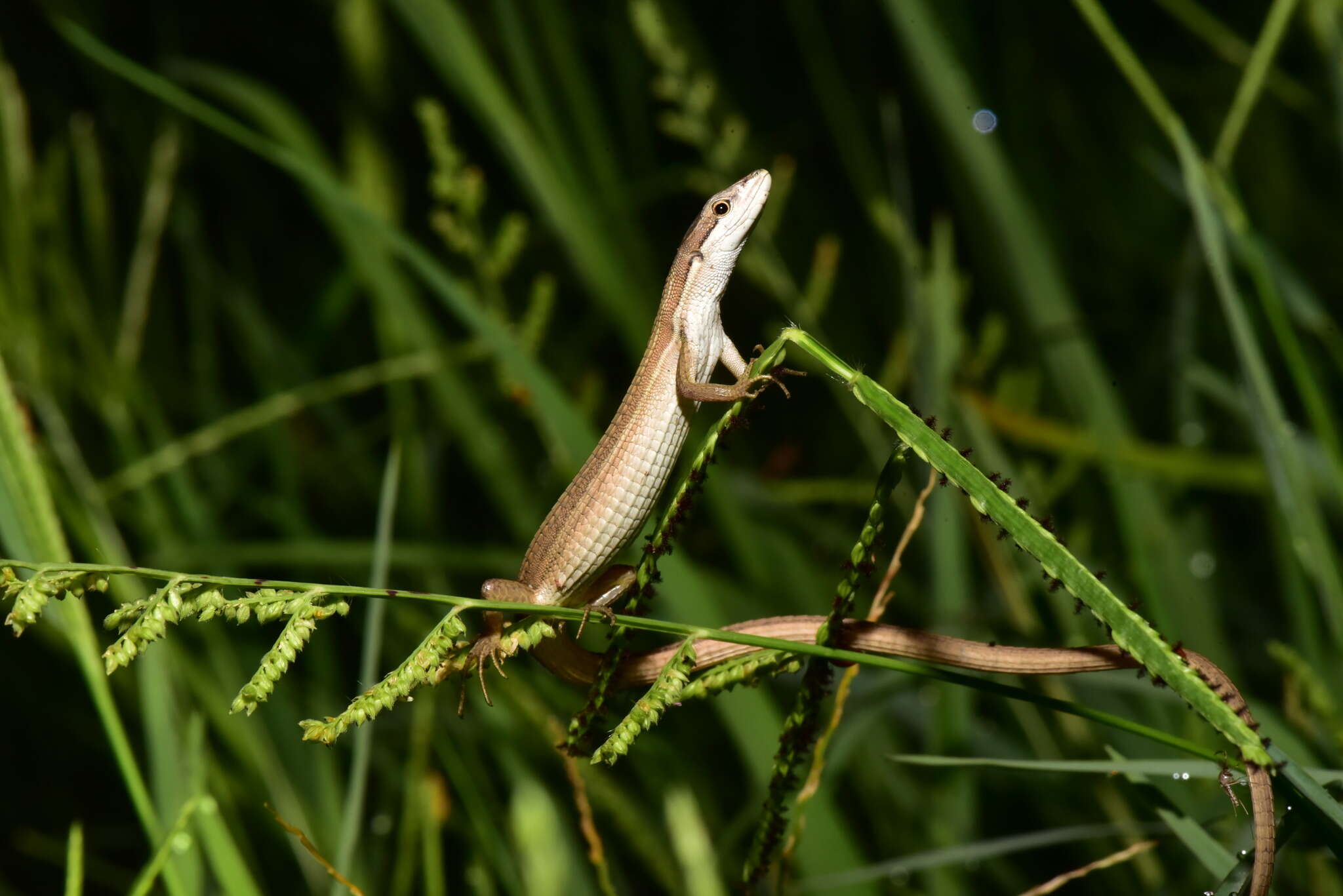 Image of Takydromus luyeanus Lue & Lin 2008