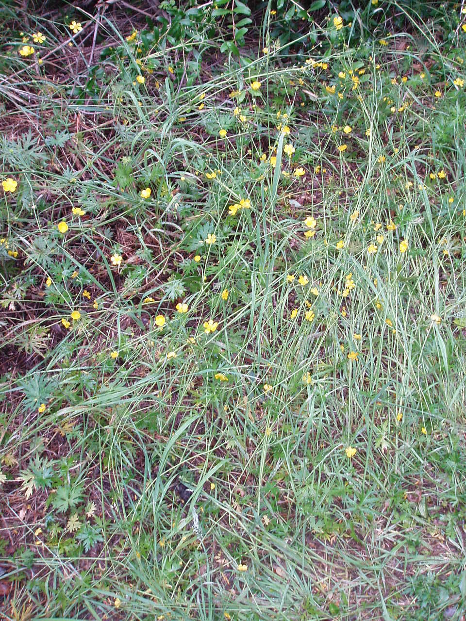 Image of common buttercup