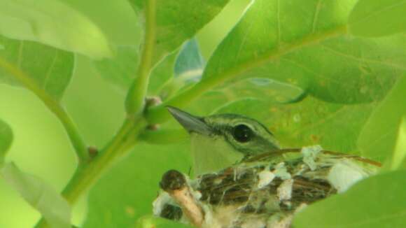 Image of Cerulean Warbler