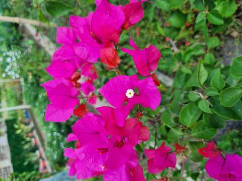 Слика од Bougainvillea