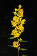 Image of downy goldenrod