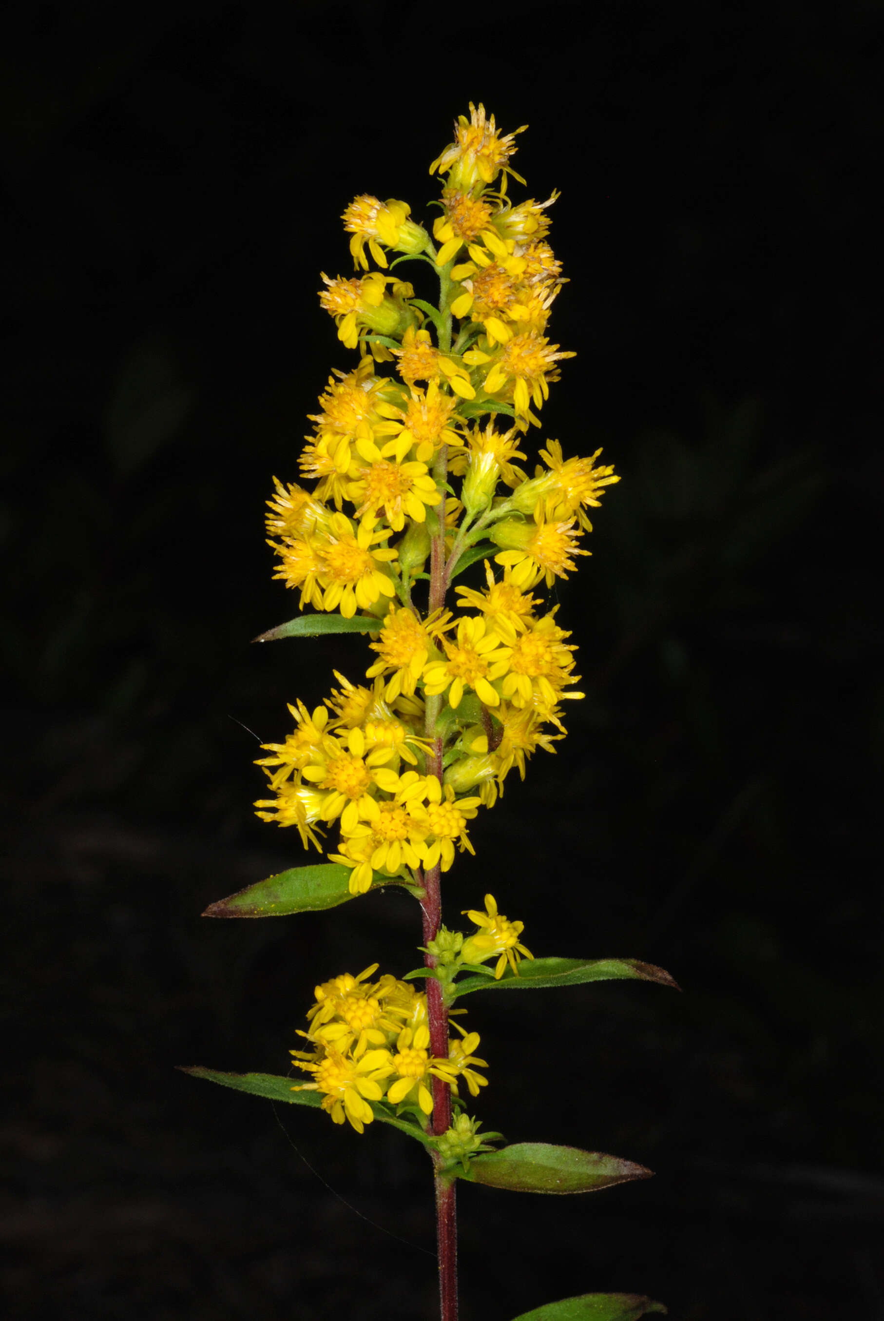 Image of downy goldenrod