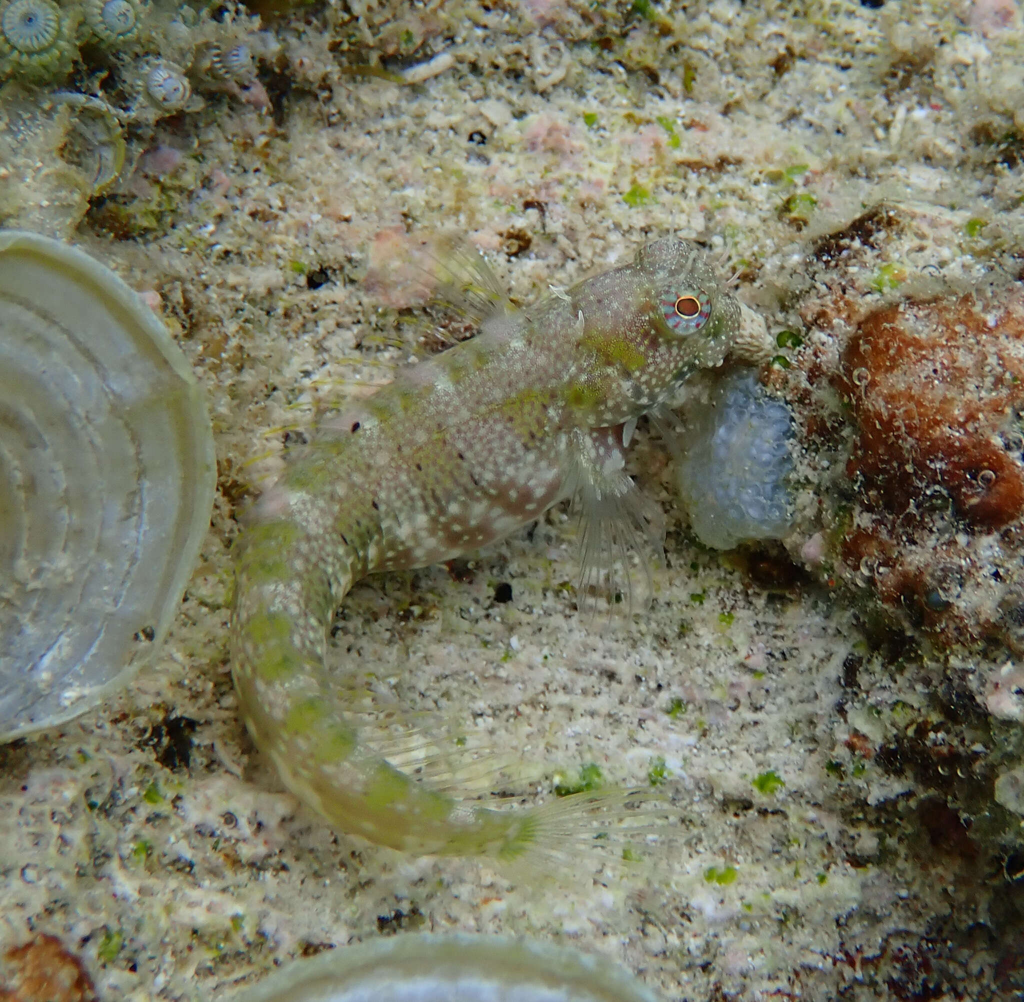 Image of Patzner&#39;s blenny