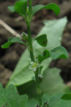 Image of erect knotweed