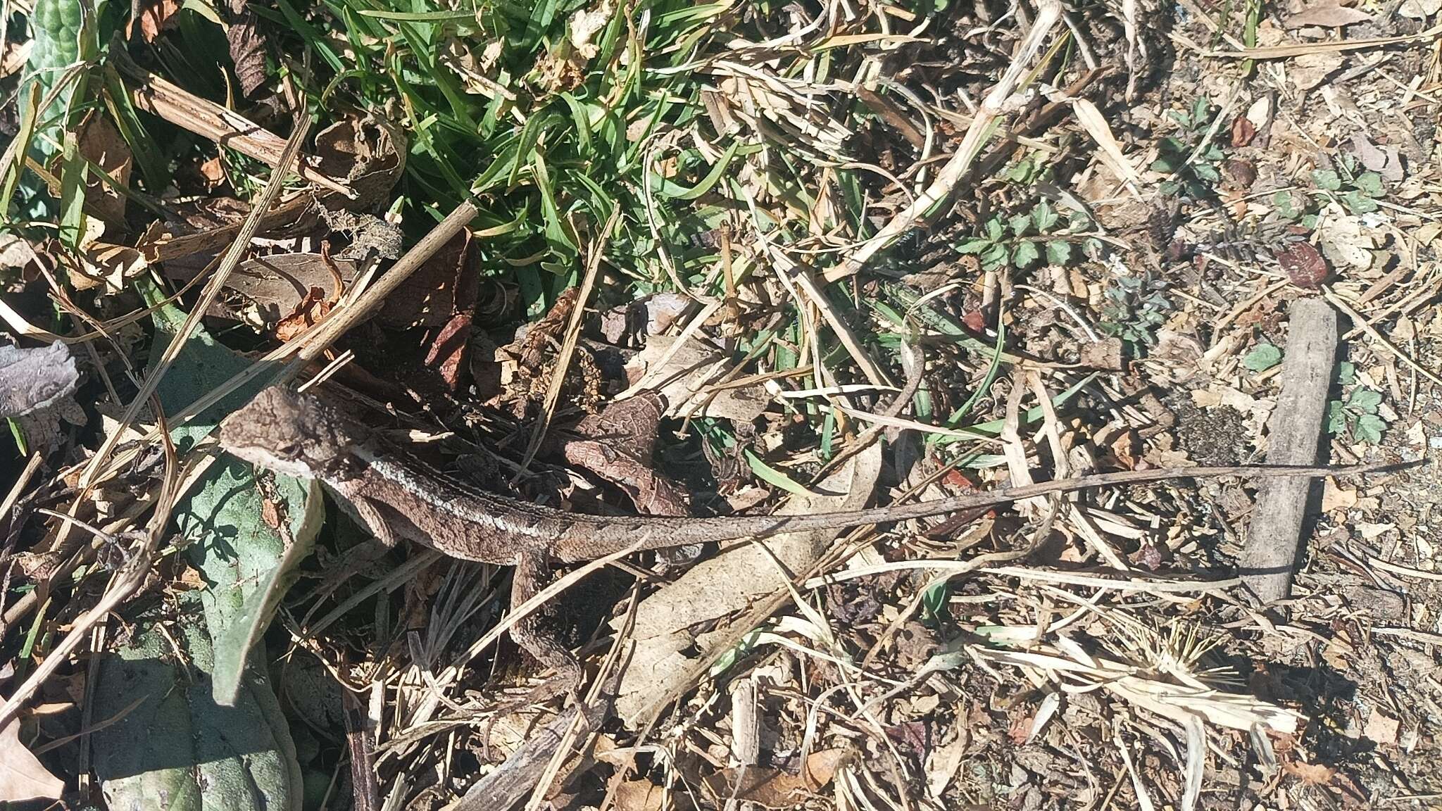 Image of Kumaon Mountain Lizard