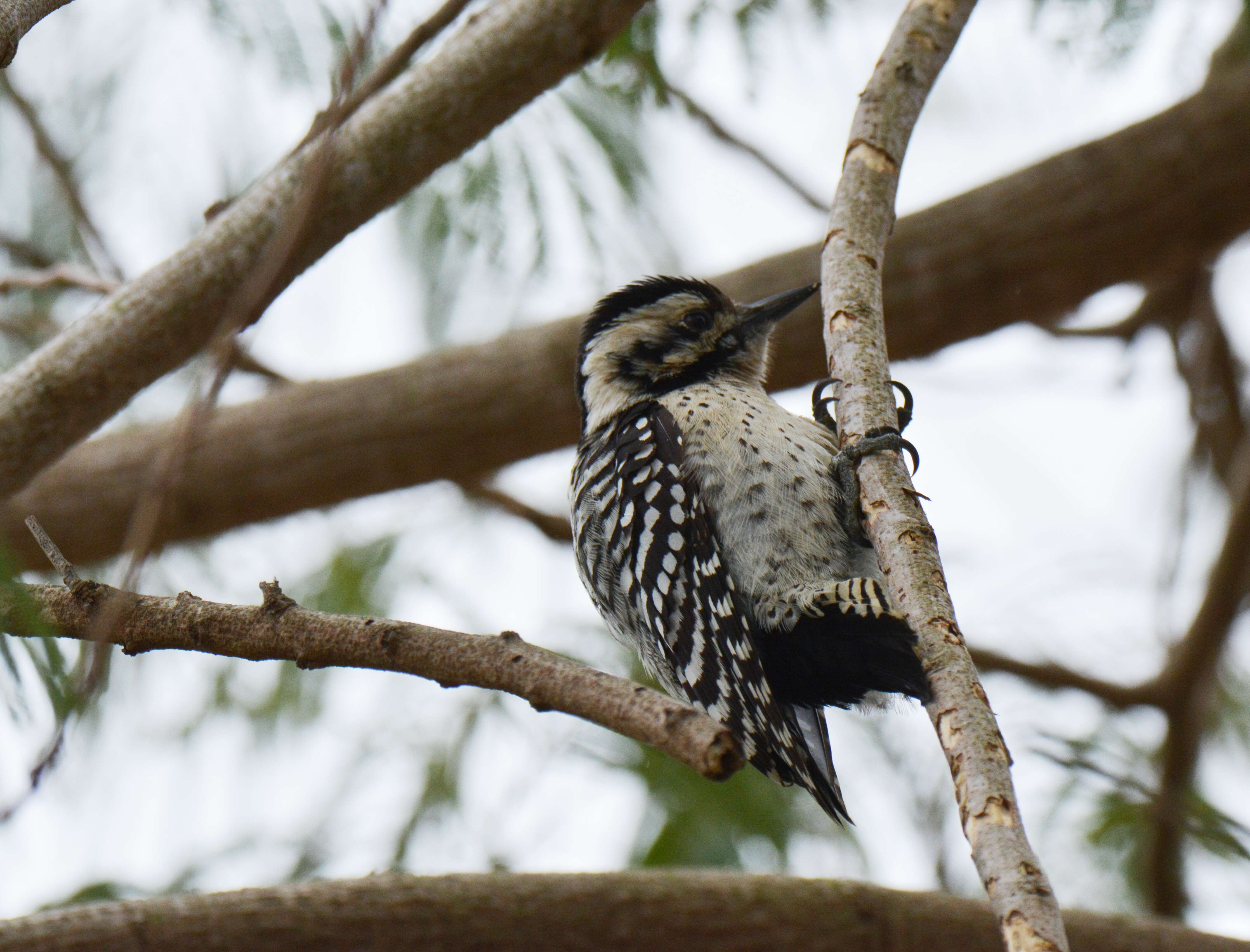 Image of Ladder-backed Woodpecker