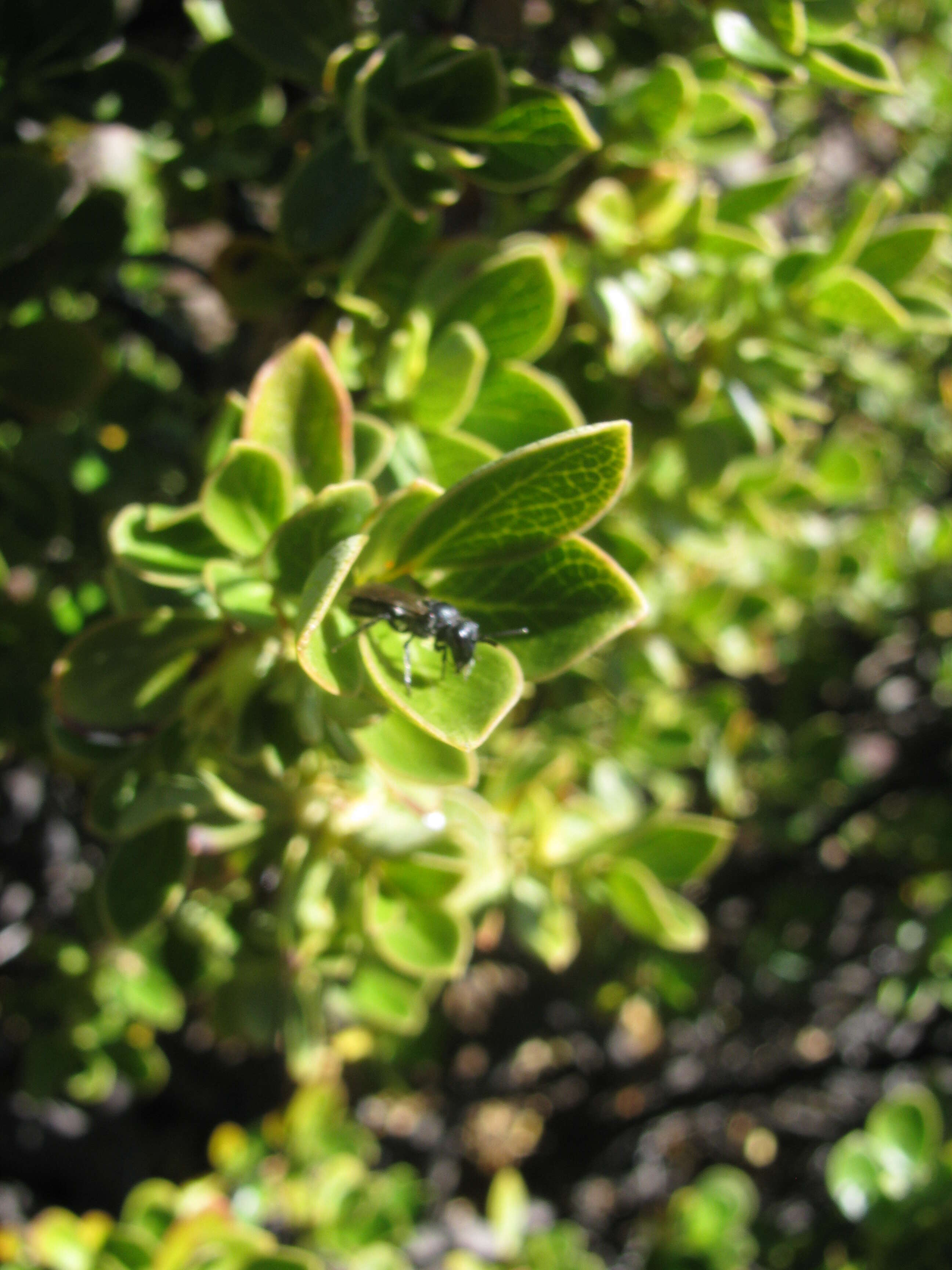 Image of alpine mirrorplant