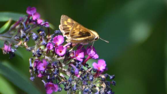 Image of Hylephila phyleus