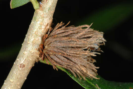 Image of Southern Live Oak