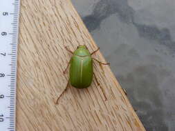 Image of Granny Smith Beetle