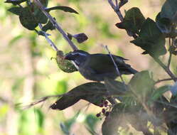 Imagem de Saltator similis d'Orbigny & Lafresnaye 1837