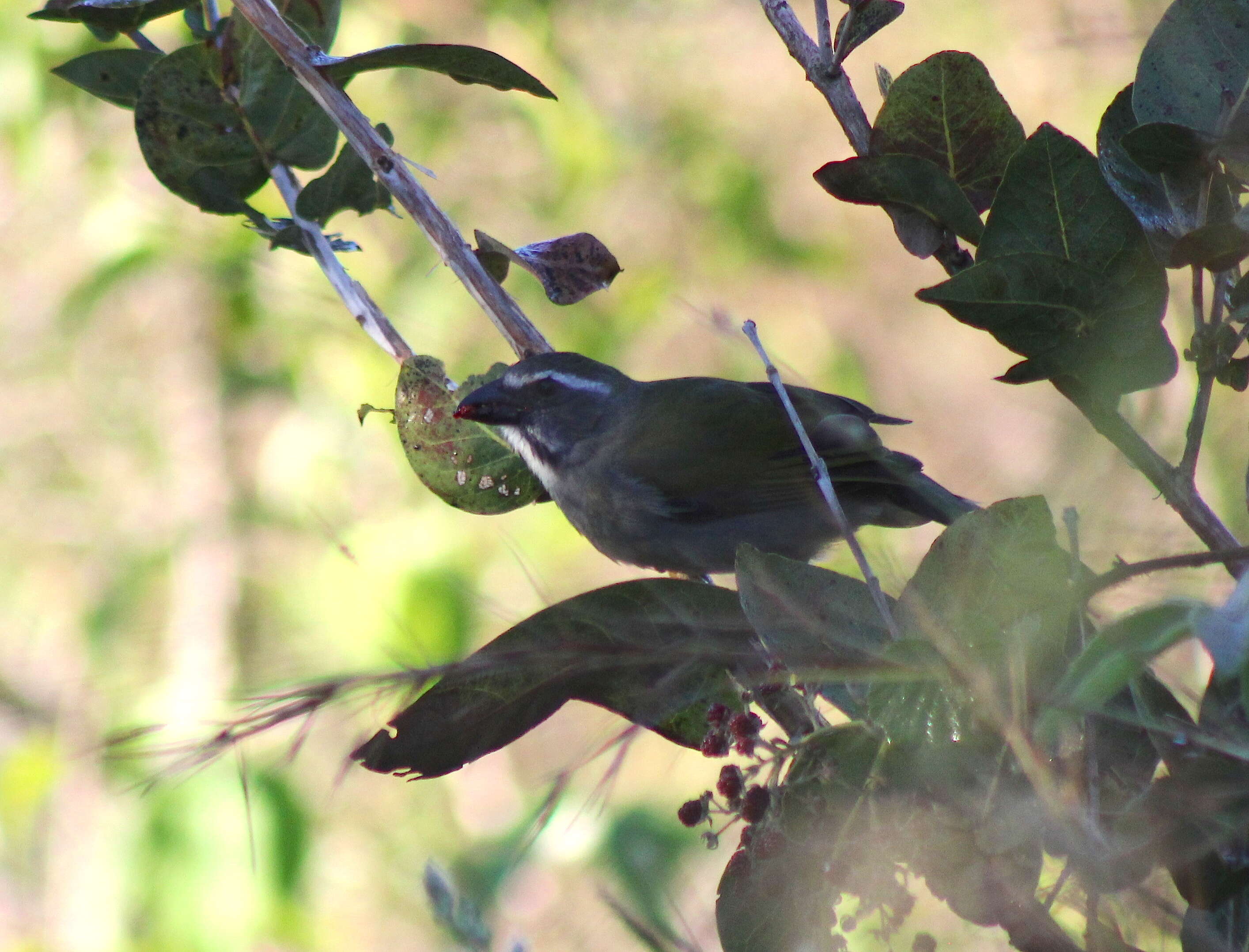 Imagem de Saltator similis d'Orbigny & Lafresnaye 1837