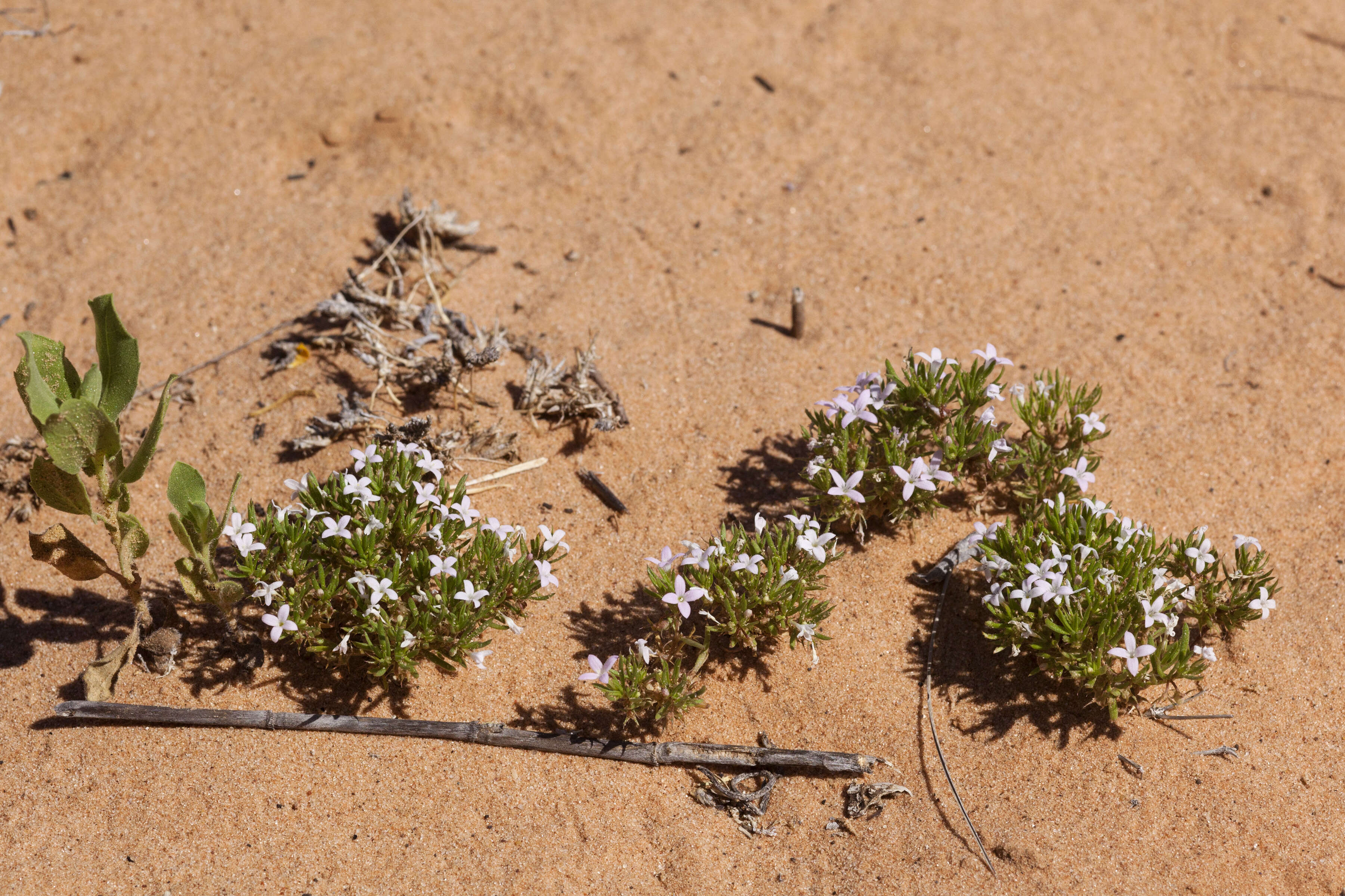 Image of matted bluet