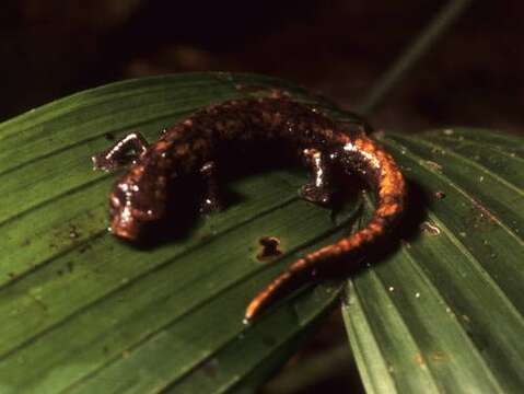 Imagem de Bolitoglossa palmata (Werner 1897)