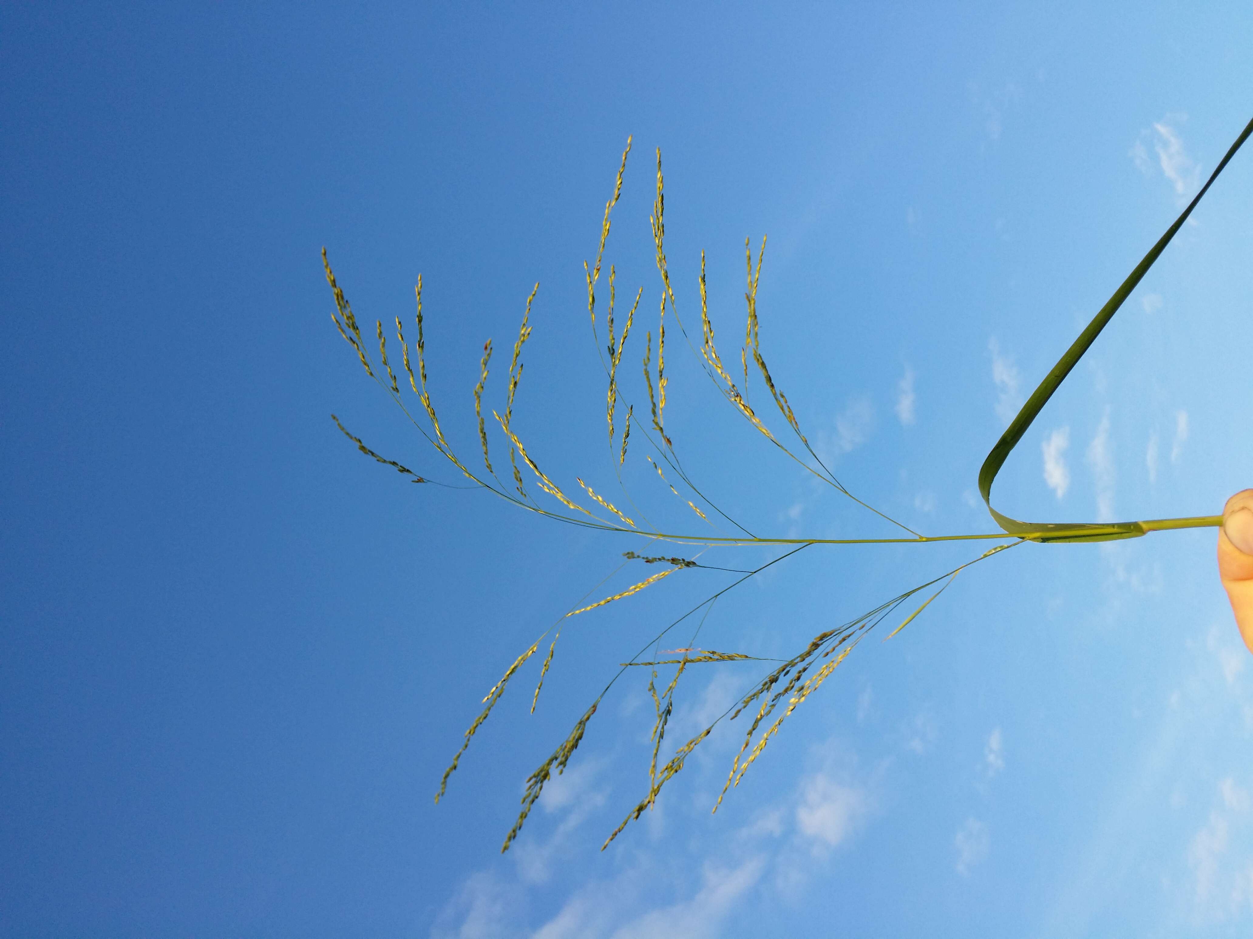 Panicum dichotomiflorum Michx. resmi