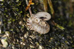 Image of Abbottella domingoensis Bartsch 1946