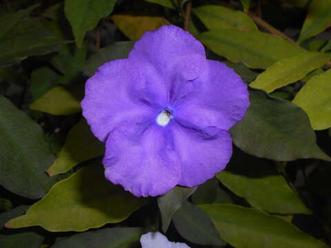 Image de Brunfelsia uniflora (Pohl) D. Don