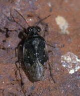 Image of Shore bug