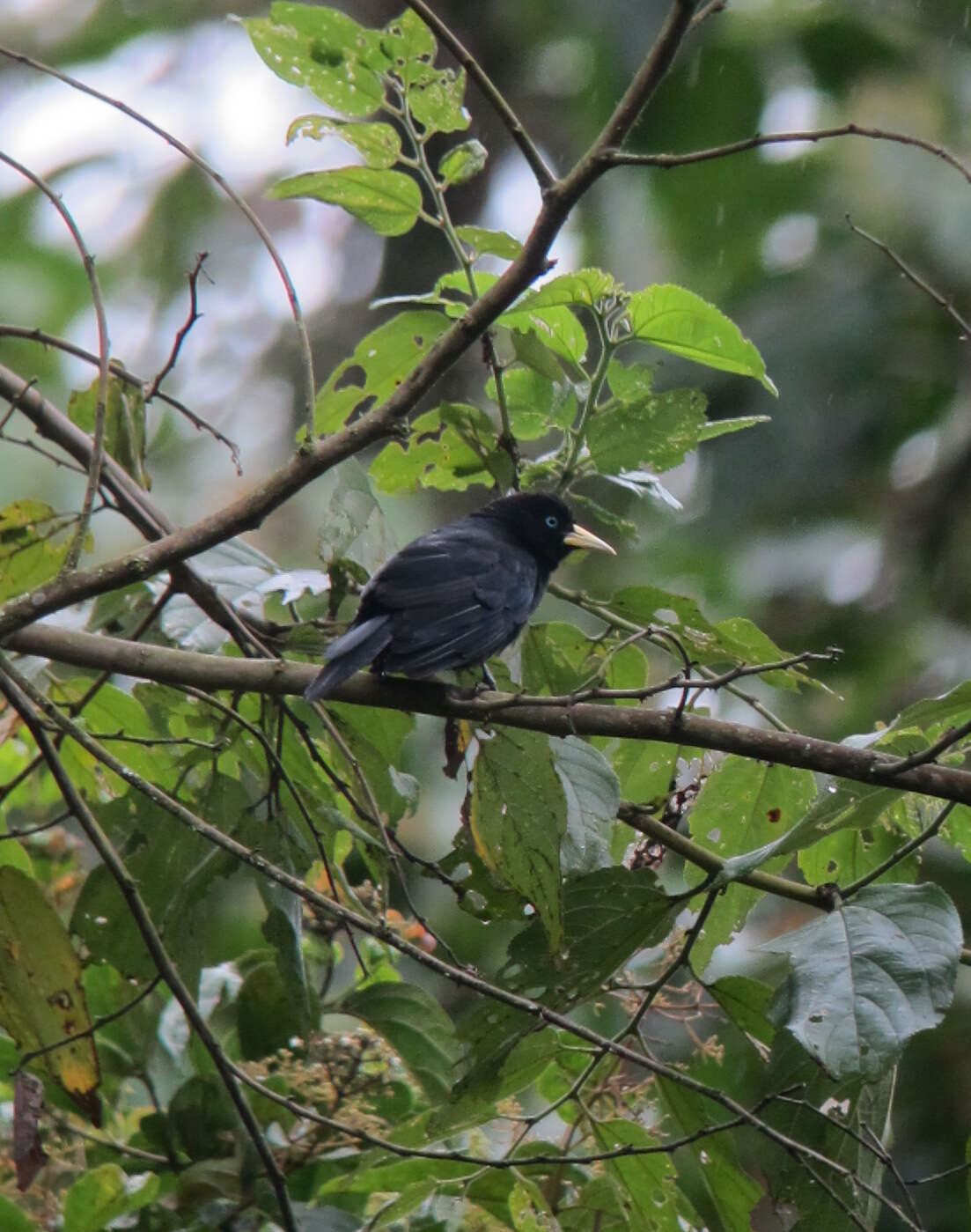 Image of Scarlet-rumped Cacique