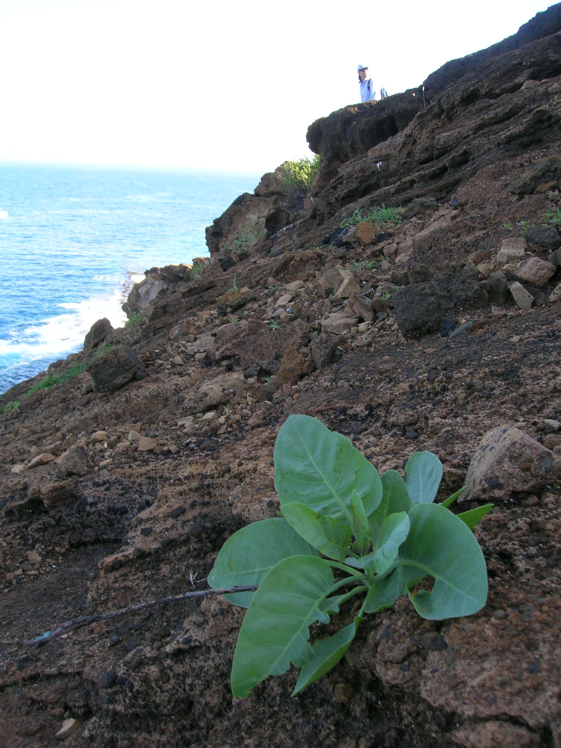 Image of tree tobacco