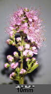 Слика од Spiraea salicifolia L.