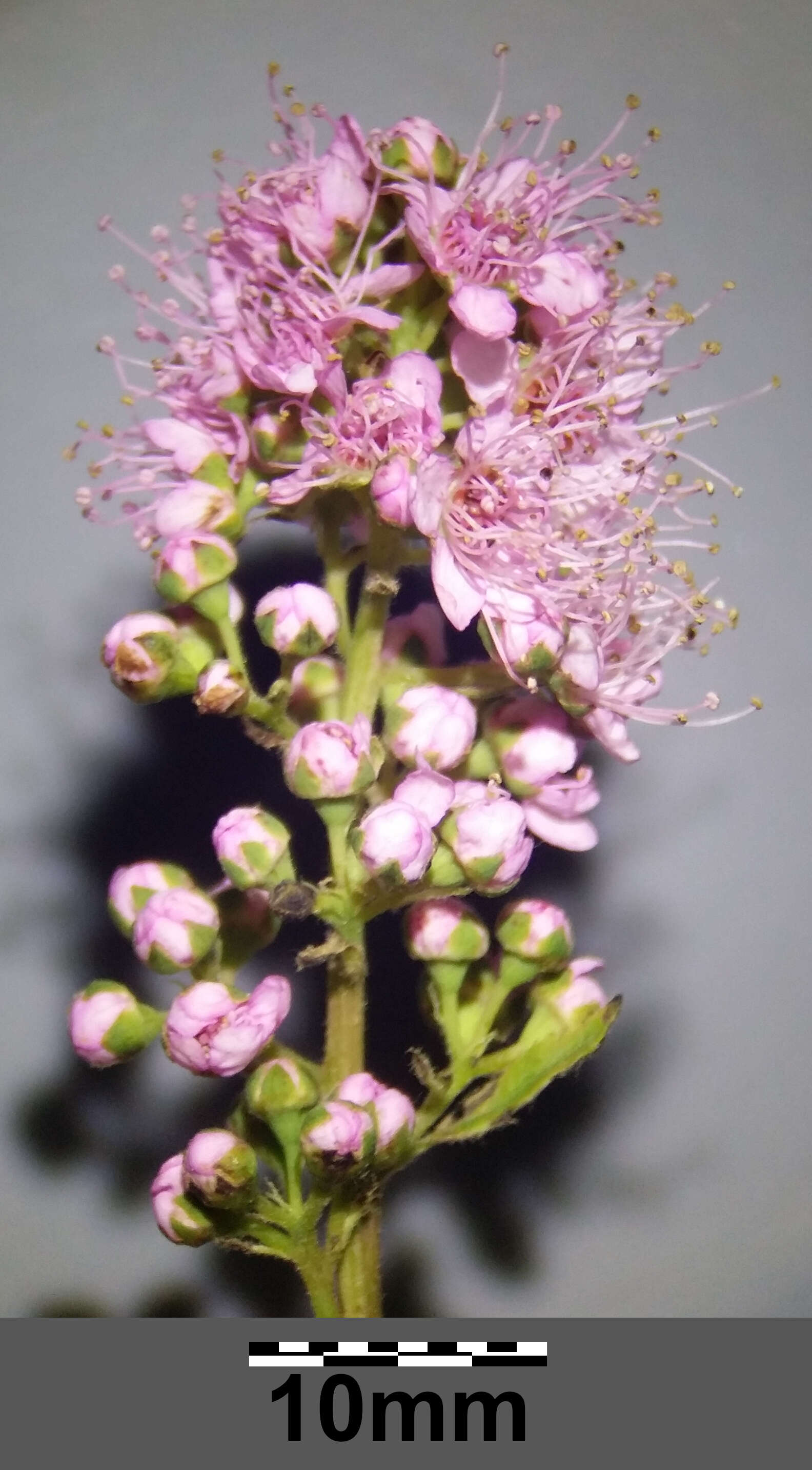 Слика од Spiraea salicifolia L.