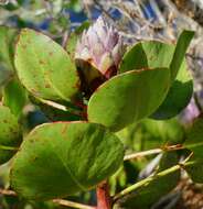 Imagem de Protea cynaroides (L.) L.