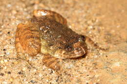 Image of Nyctibatrachus poocha Biju, Van Bocxlaer, Mahony, Dinesh, Radhakrishnan, Zachariah, Giri & Bossuyt 2011