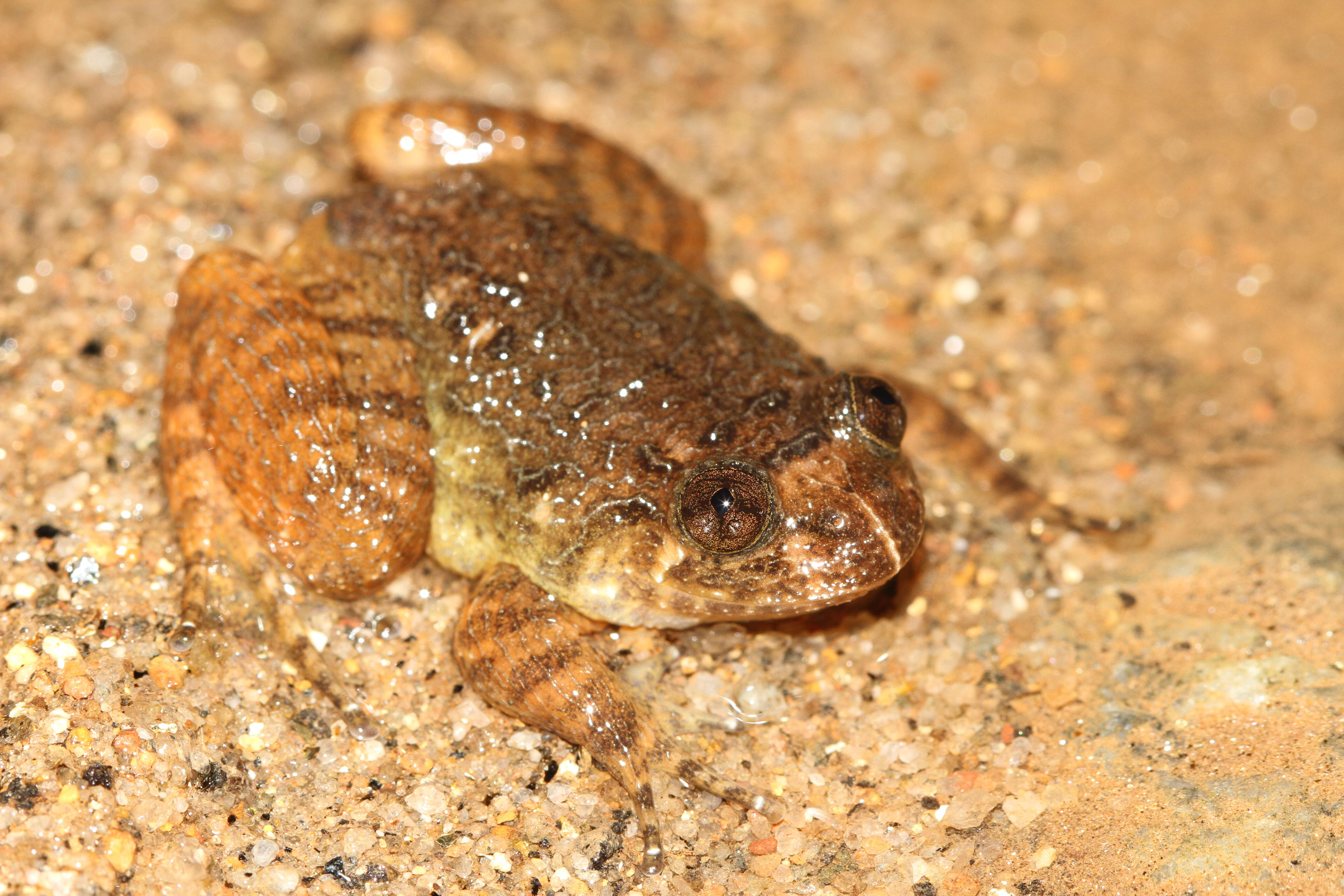 Image of Nyctibatrachus poocha Biju, Van Bocxlaer, Mahony, Dinesh, Radhakrishnan, Zachariah, Giri & Bossuyt 2011