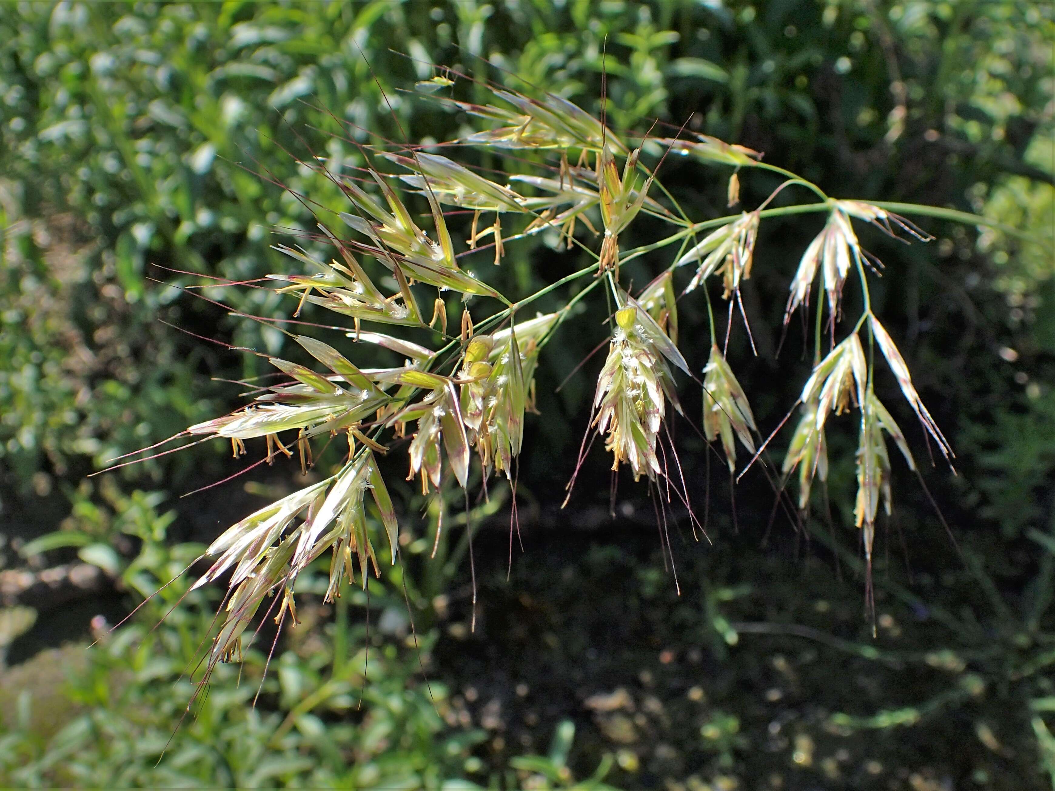 Image of oatgrass