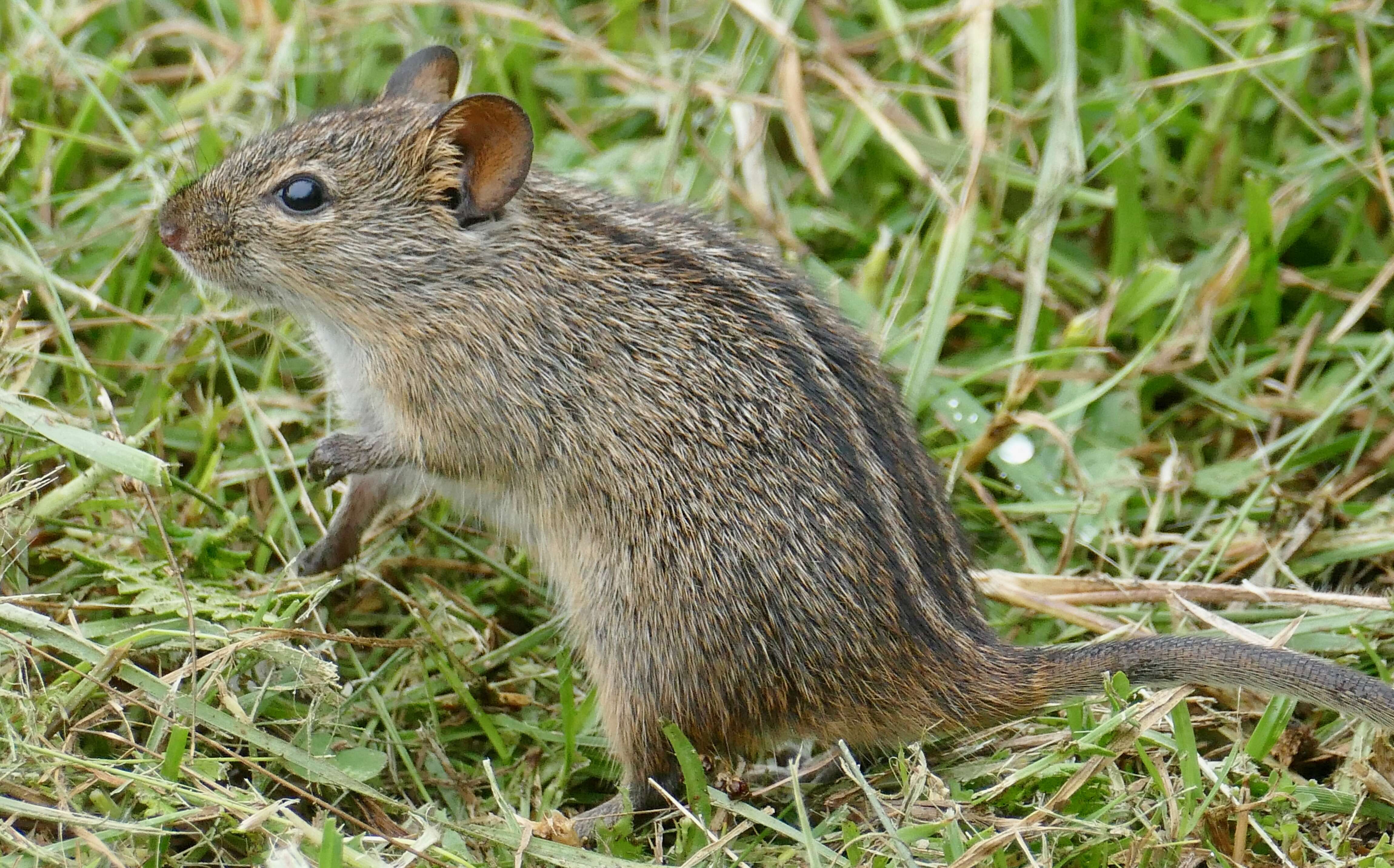 Rhabdomys Thomas 1916 resmi