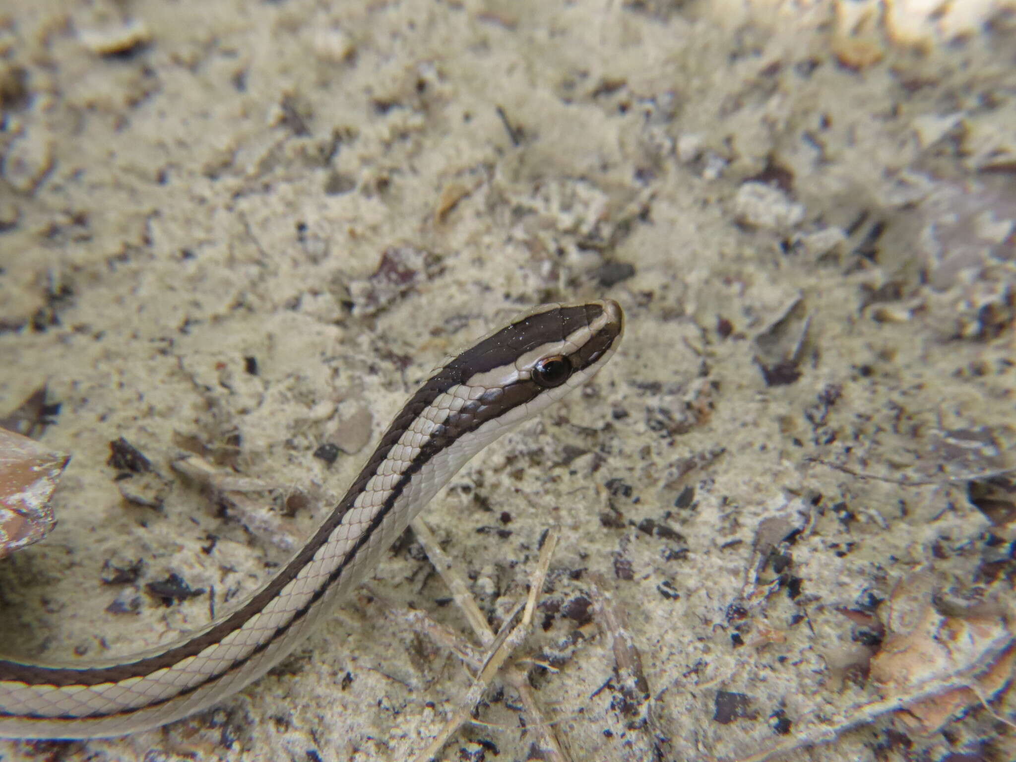 Lygophis lineatus (Linnaeus 1758) resmi