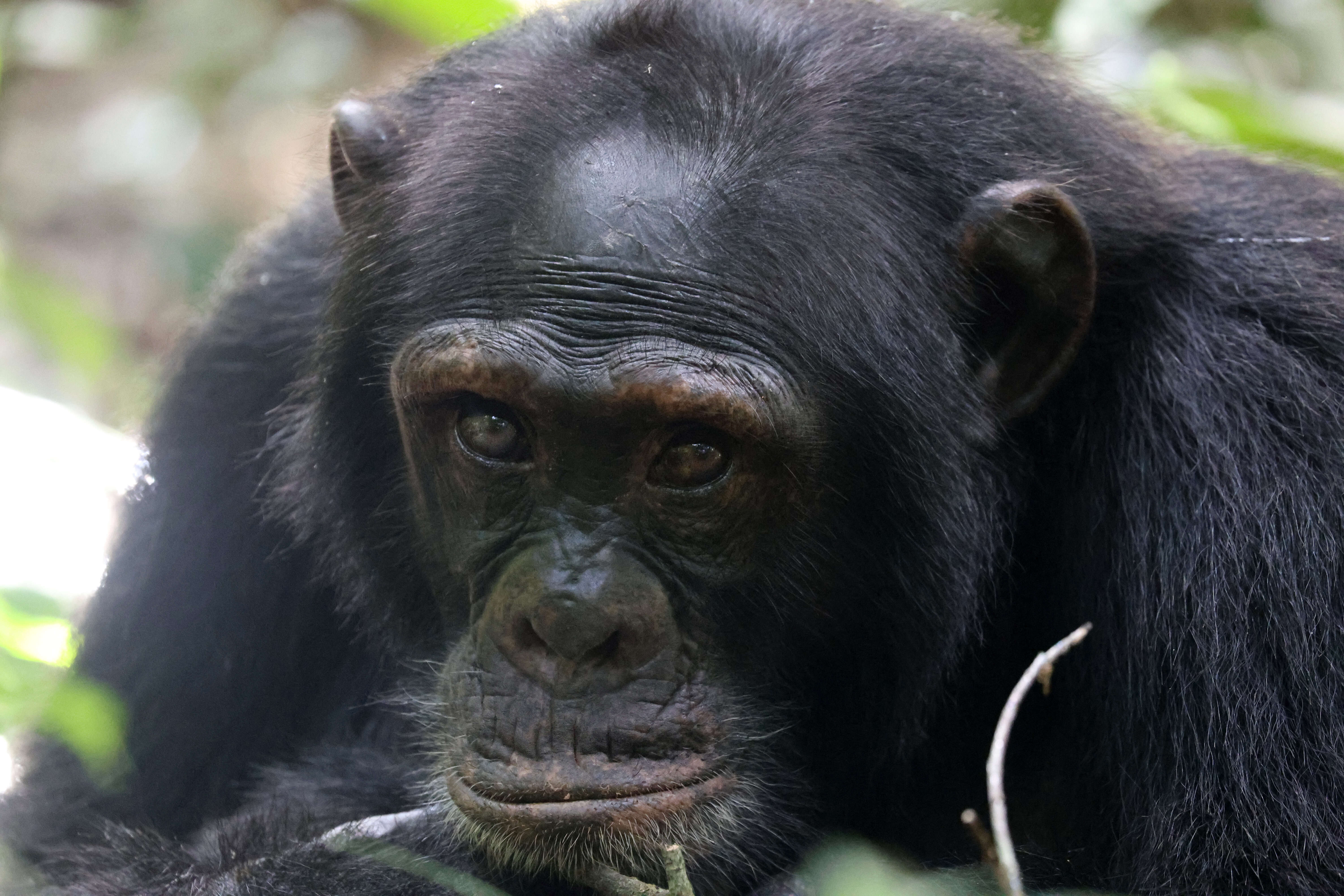 Image of Eastern Chimpanzee