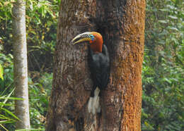 Image of Rufous-cheeked Hornbill