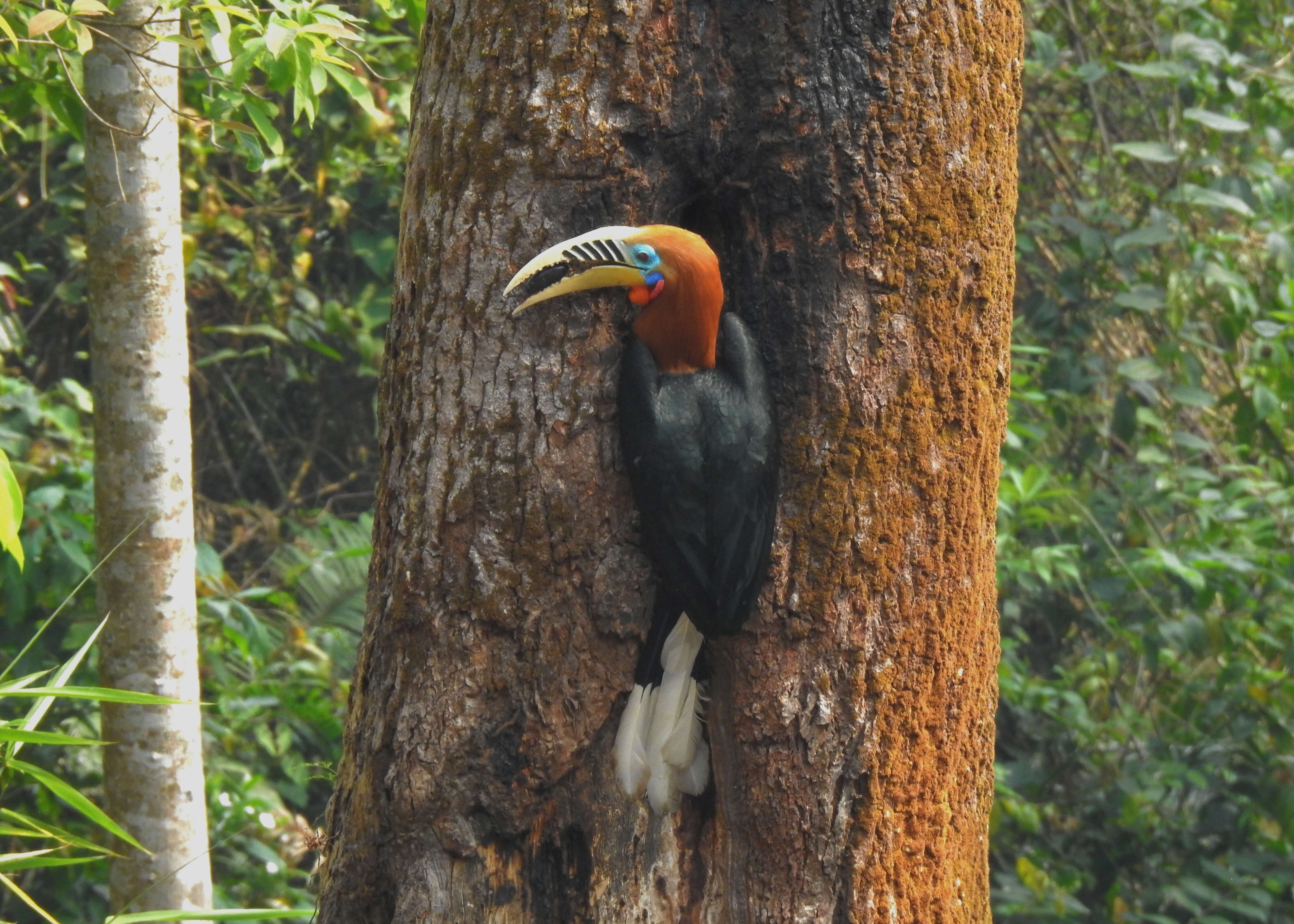 Image of Rufous-cheeked Hornbill