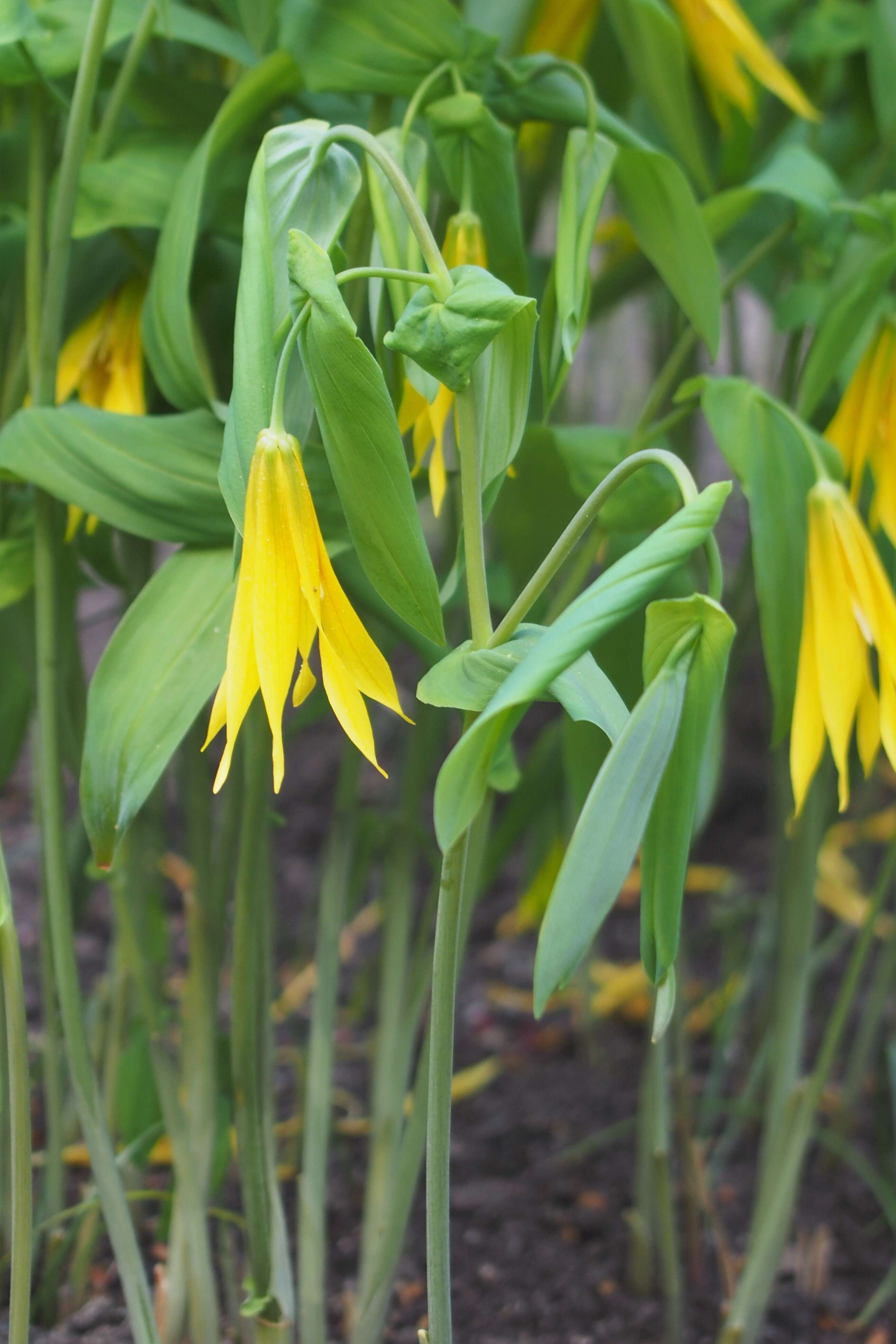 Image of largeflower bellwort