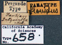 Image of Cyphomyrmex flavidus Pergande 1896
