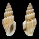 Image of Mangelia carinata Bozzetti 2009