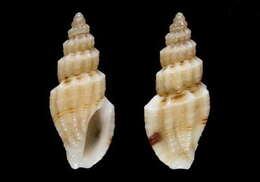 Image of Mangelia carinata Bozzetti 2009