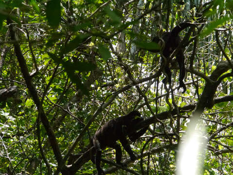 Sivun Alouatta palliata coibensis Thomas 1902 kuva