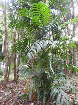 Image of Areca triandra Roxb. ex Buch.-Ham.