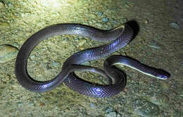 Image of Greater Black Krait